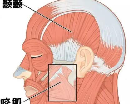 咬肌发达动漫.jpg