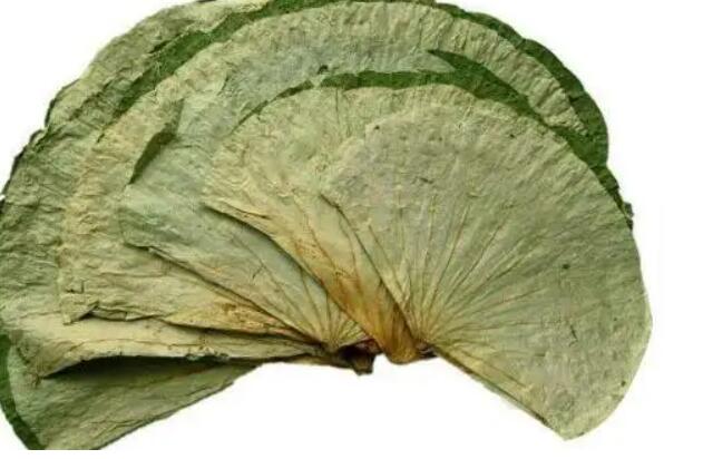 荷叶减肥.jpg 荷叶减肥.jpg